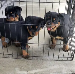 1-3 months Male Purebred Rottweiler