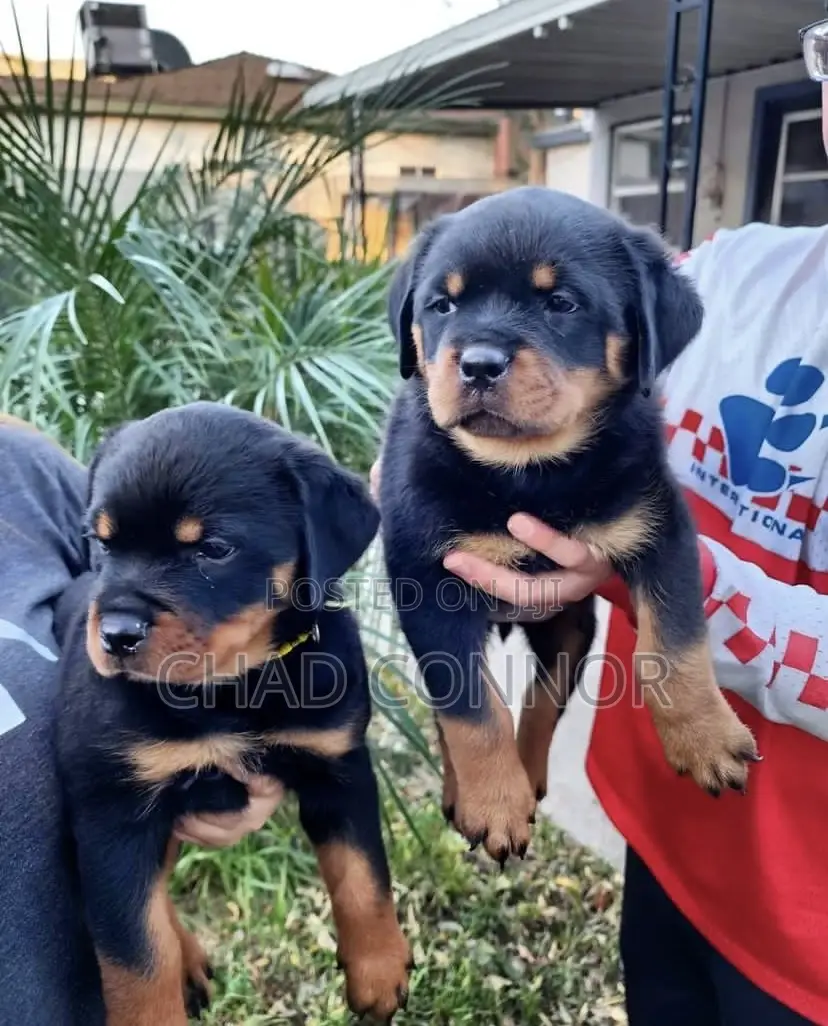 1-3 months Female Purebred Rottweiler