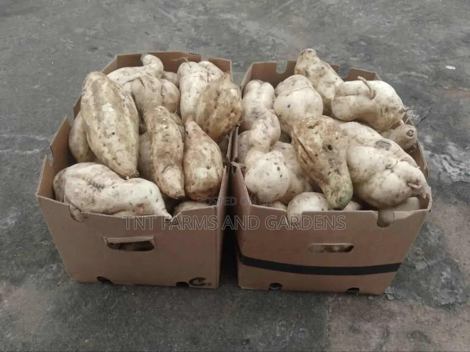 White Fleshed Sweet Potato