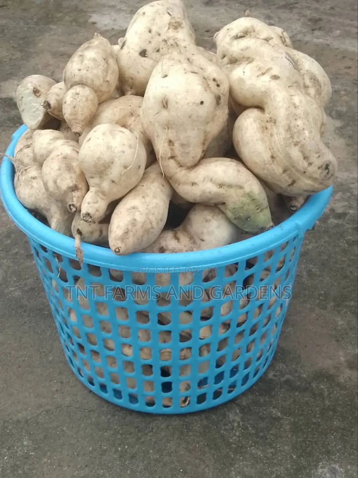 White Fleshed Sweet Potato