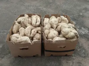 White Fleshed Sweet Potato