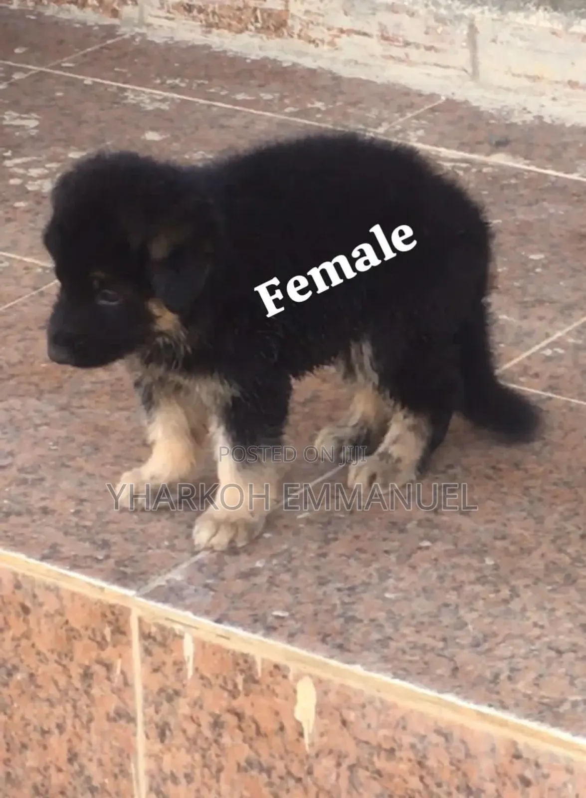 1-3 months Female Purebred German Shepherd