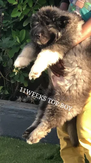 1-3 months Female Purebred Caucasian Shepherd