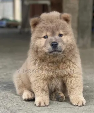 1-3 months Female Purebred Chow Chow