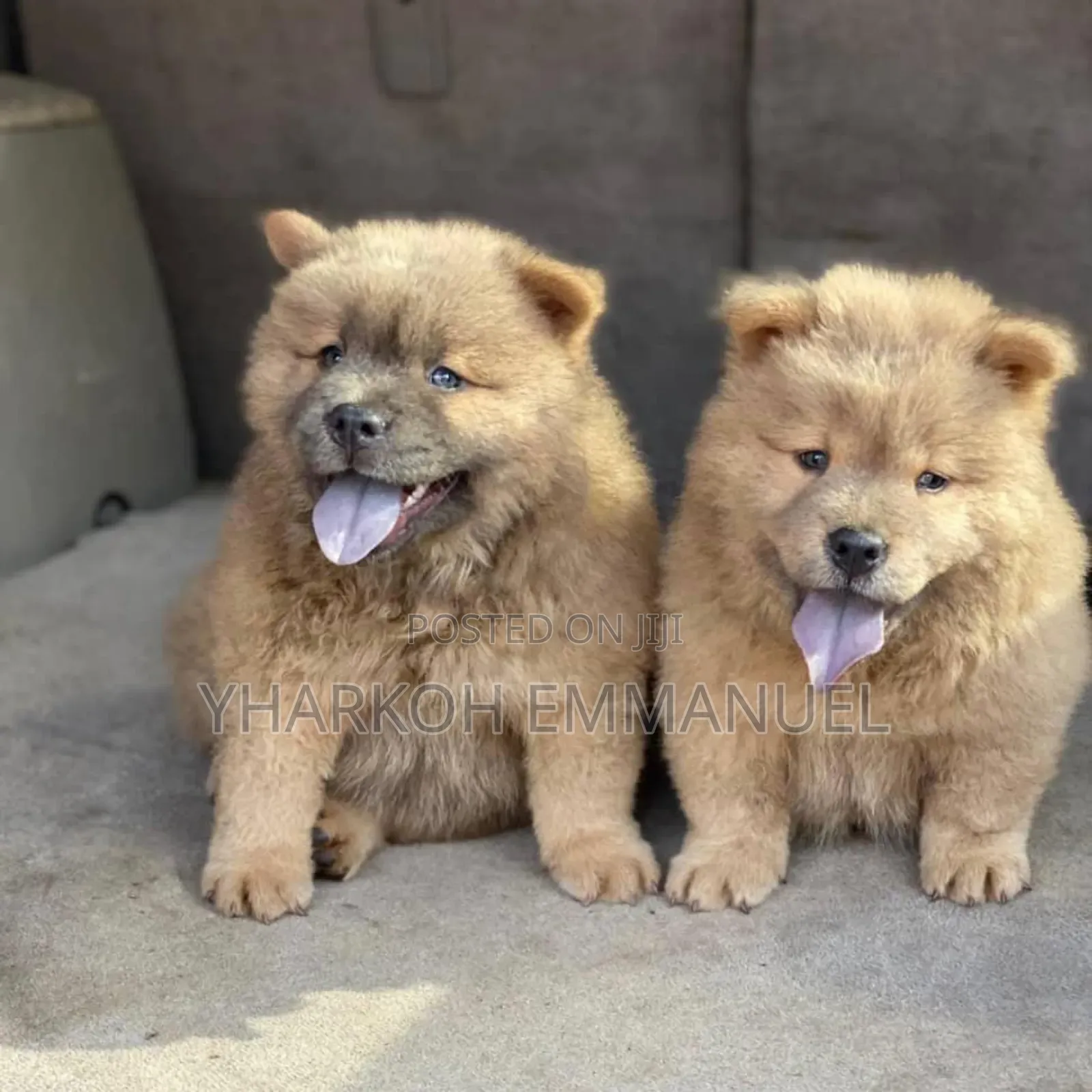 1-3 months Female Purebred Chow Chow