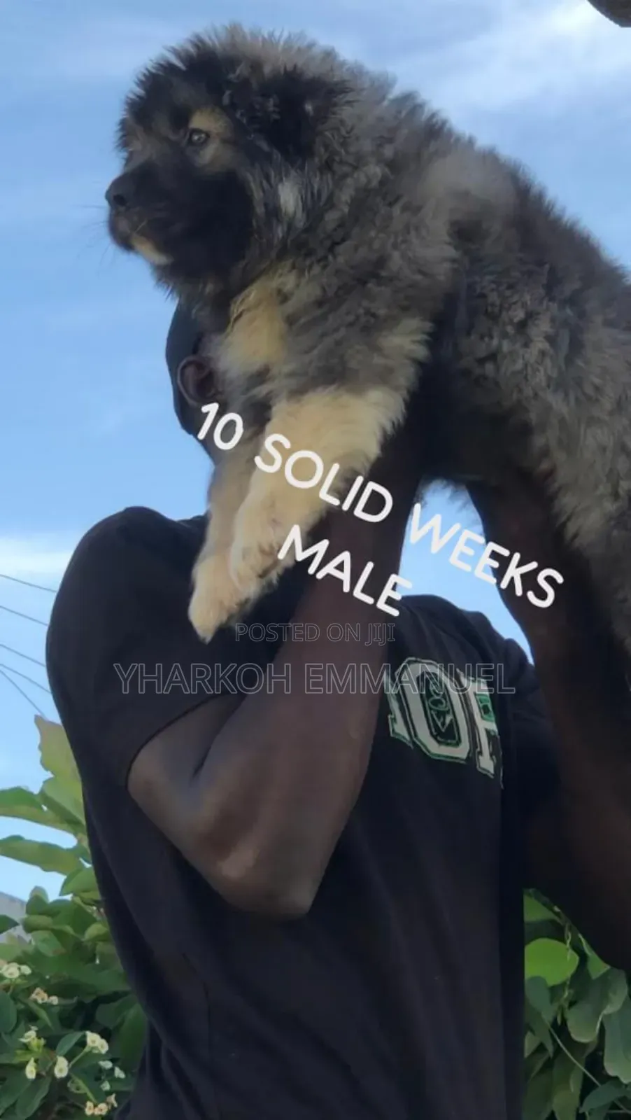 1-3 months Male Purebred Caucasian Shepherd