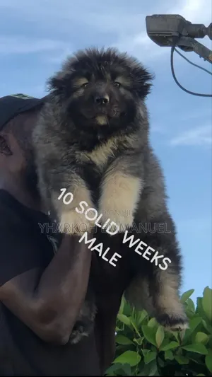 1-3 months Male Purebred Caucasian Shepherd