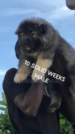 1-3 months Male Purebred Caucasian Shepherd