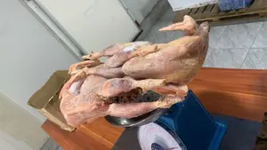 Full Chicken Layers
