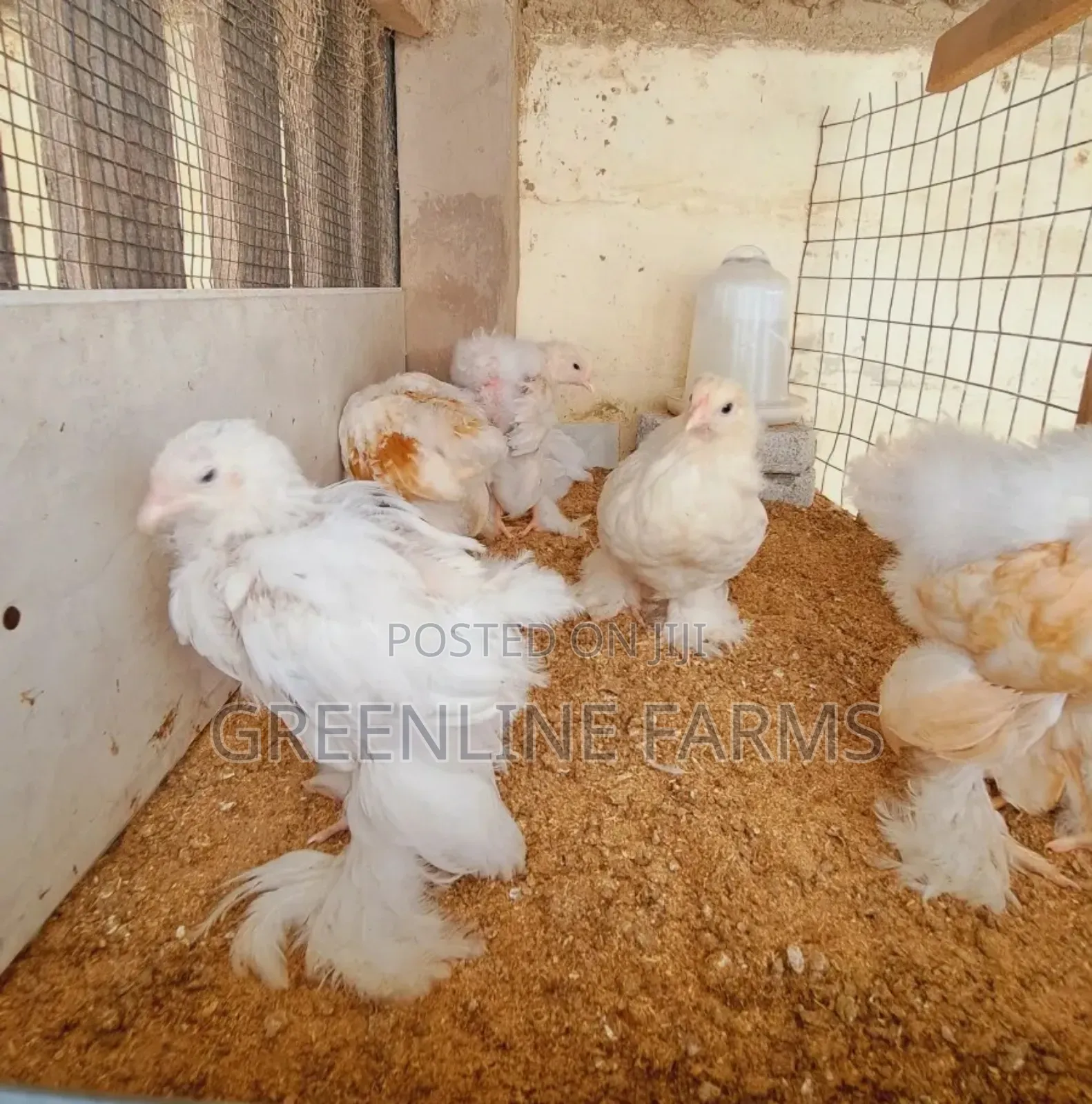 Brahma Chicks >4w