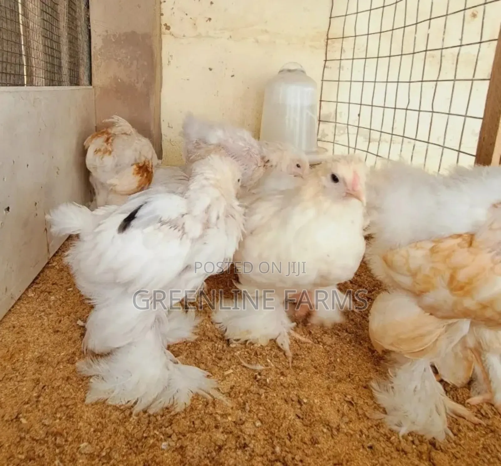 Brahma Chicks >4w