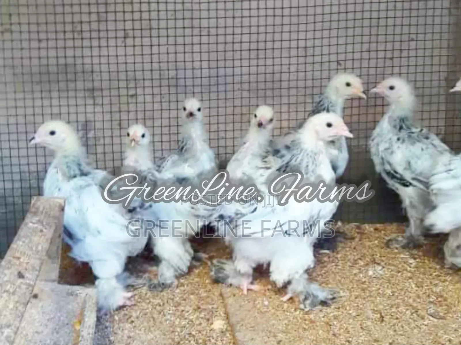Brahma Chicks 3w