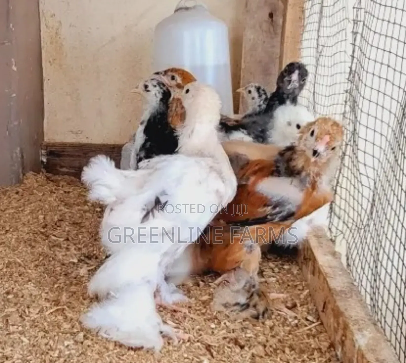Brahma Chicks 3w