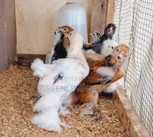 Brahma Chicks 3w