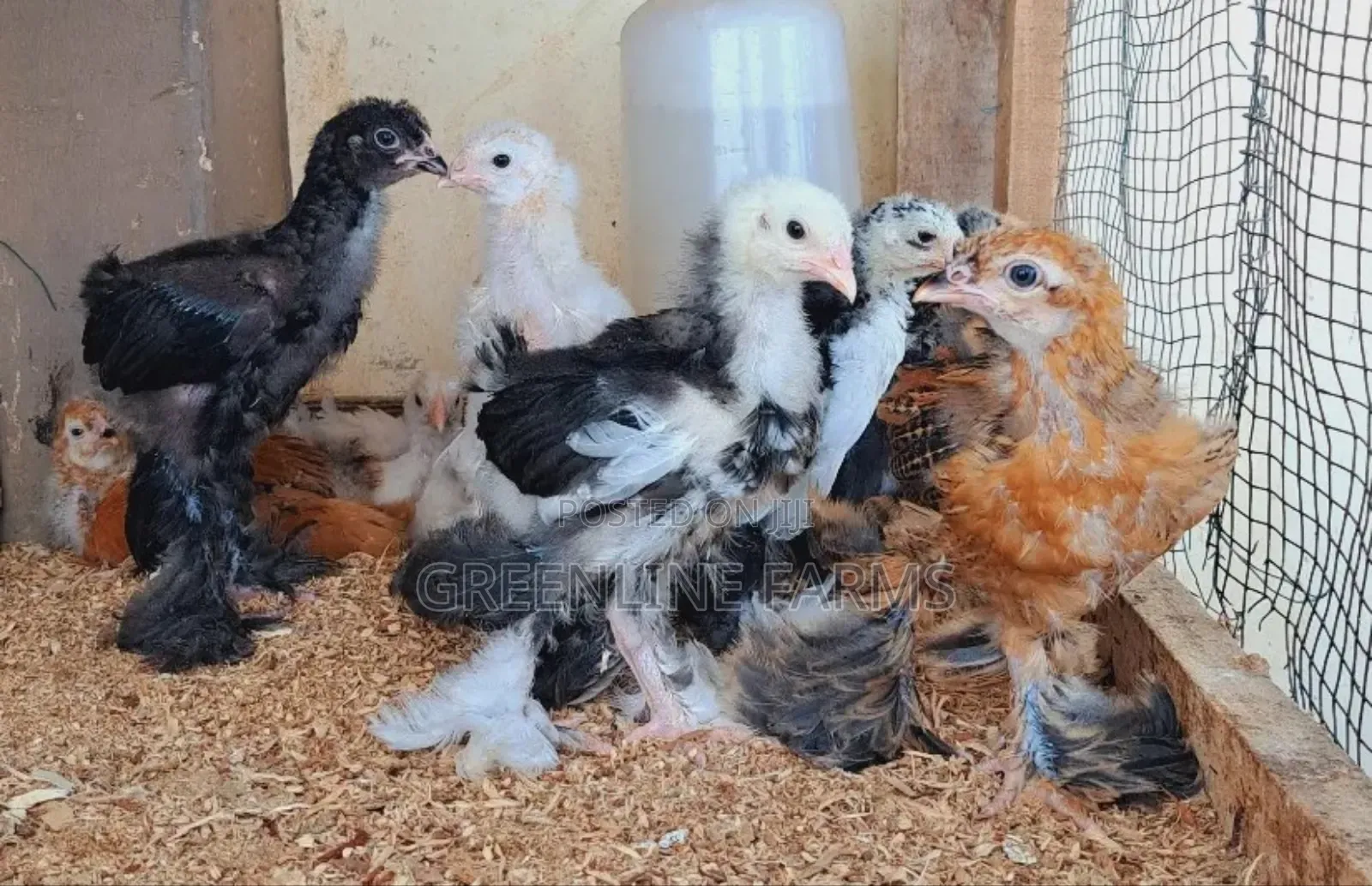 Brahma Chicks 3w