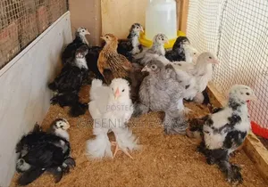 Brahma Chicks 3w
