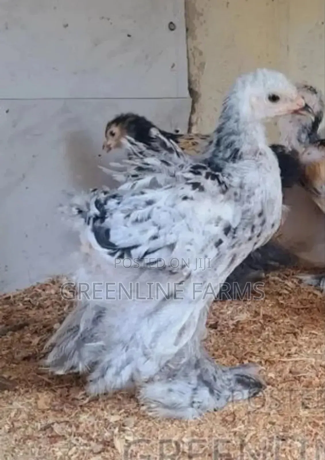 Brahma Chicks 3w