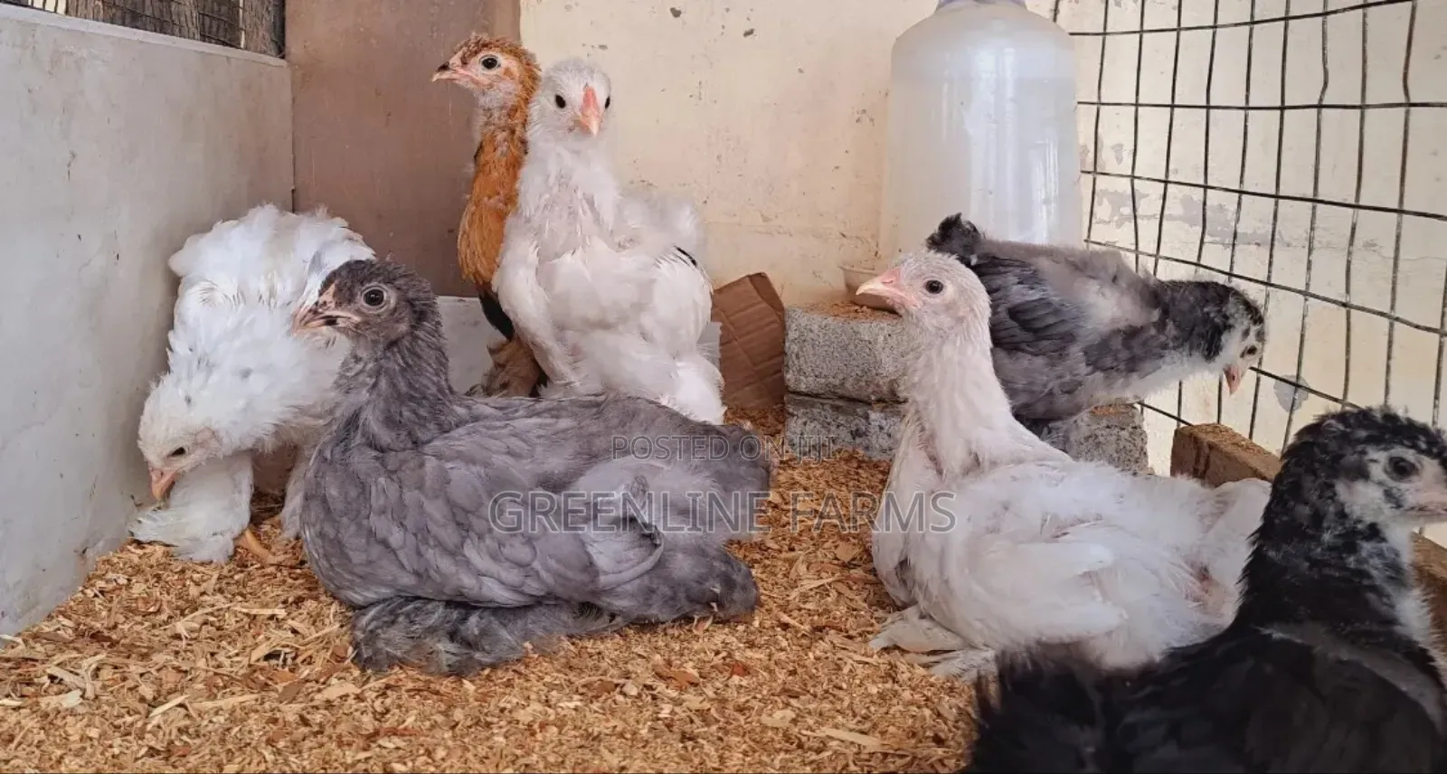 Brahma Chicks 3w