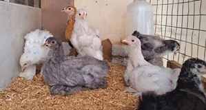 Brahma Chicks 3w