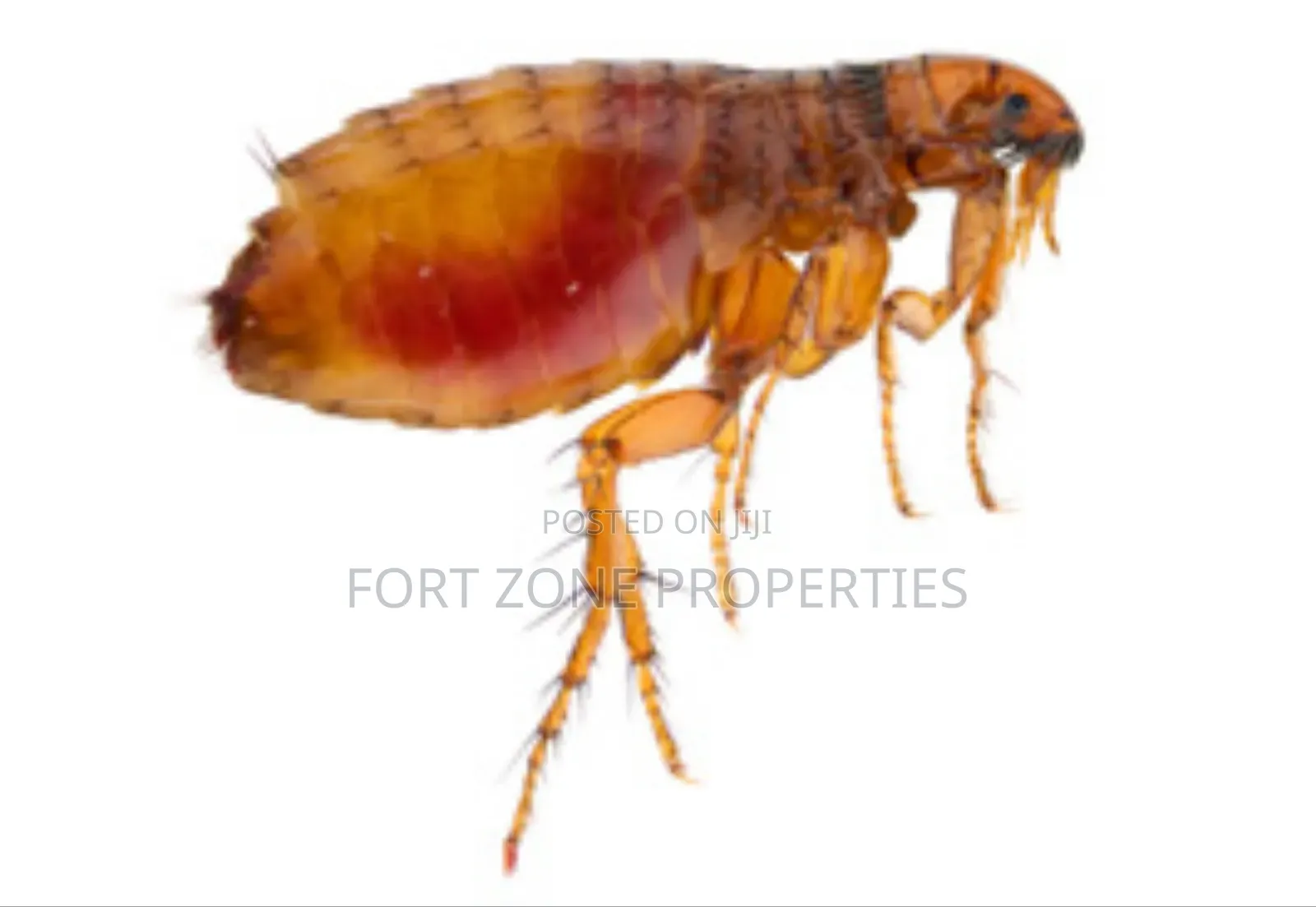 Pest Control Technician