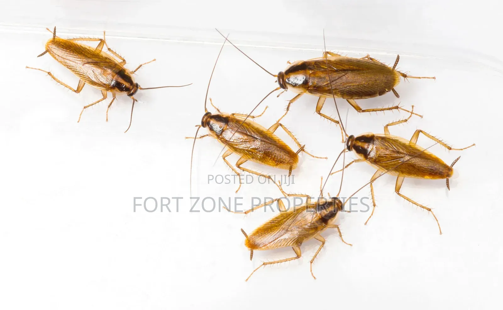 Indoor Fumigation