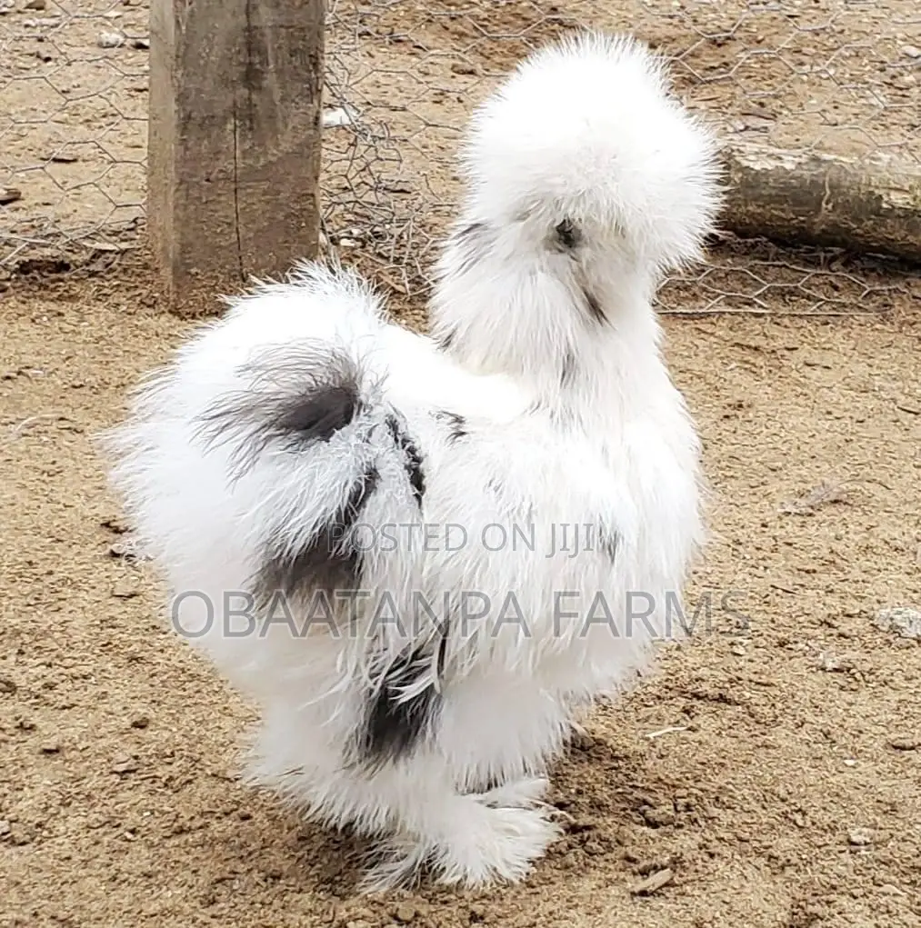 Day Old to One Month Old Silkies Chicken or Chinese Chicken