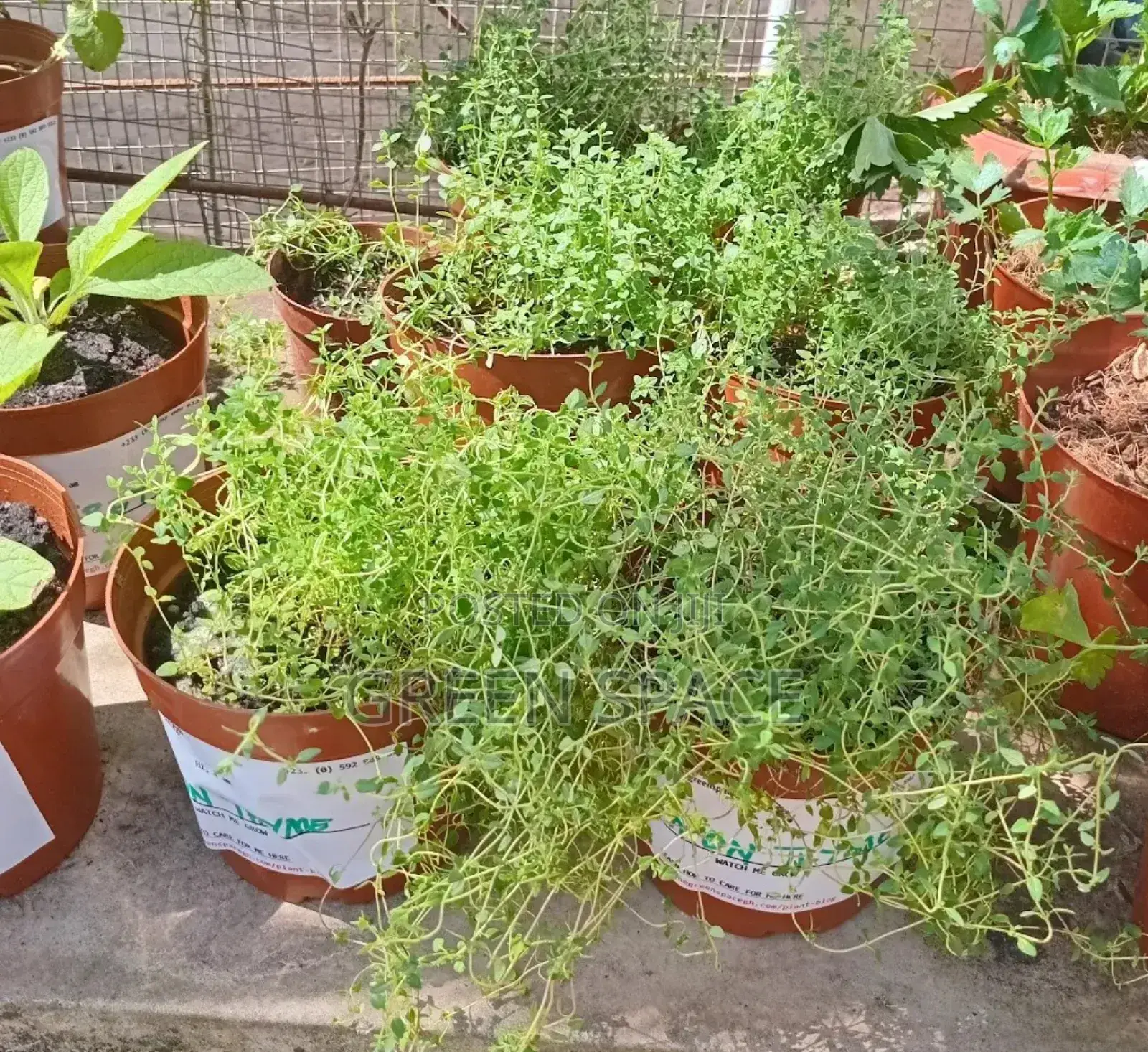 Thyme Seedlings