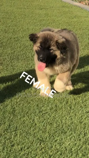 1-3 months Female Purebred Caucasian Shepherd