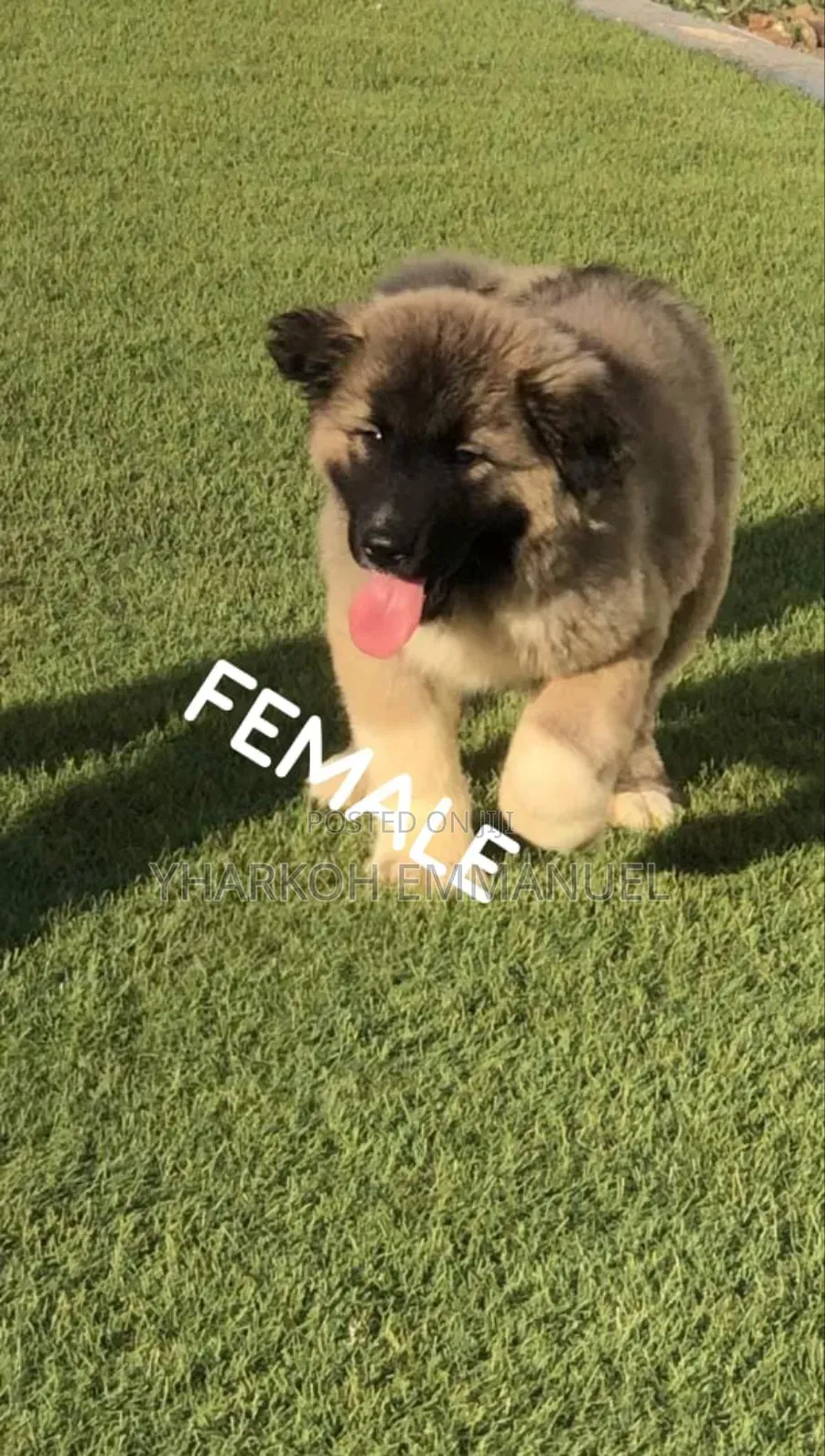 1-3 months Female Purebred Caucasian Shepherd