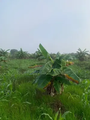 21 Plots Land for Sale. No Litigation.