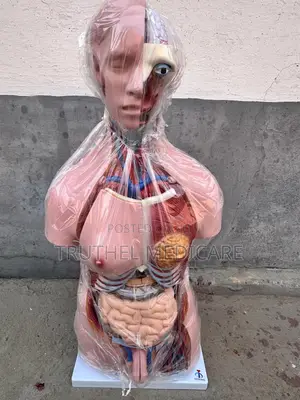 Full Human Torso Anatomy - 23parts (Unisex)