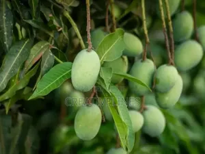 Supply of Mangoes