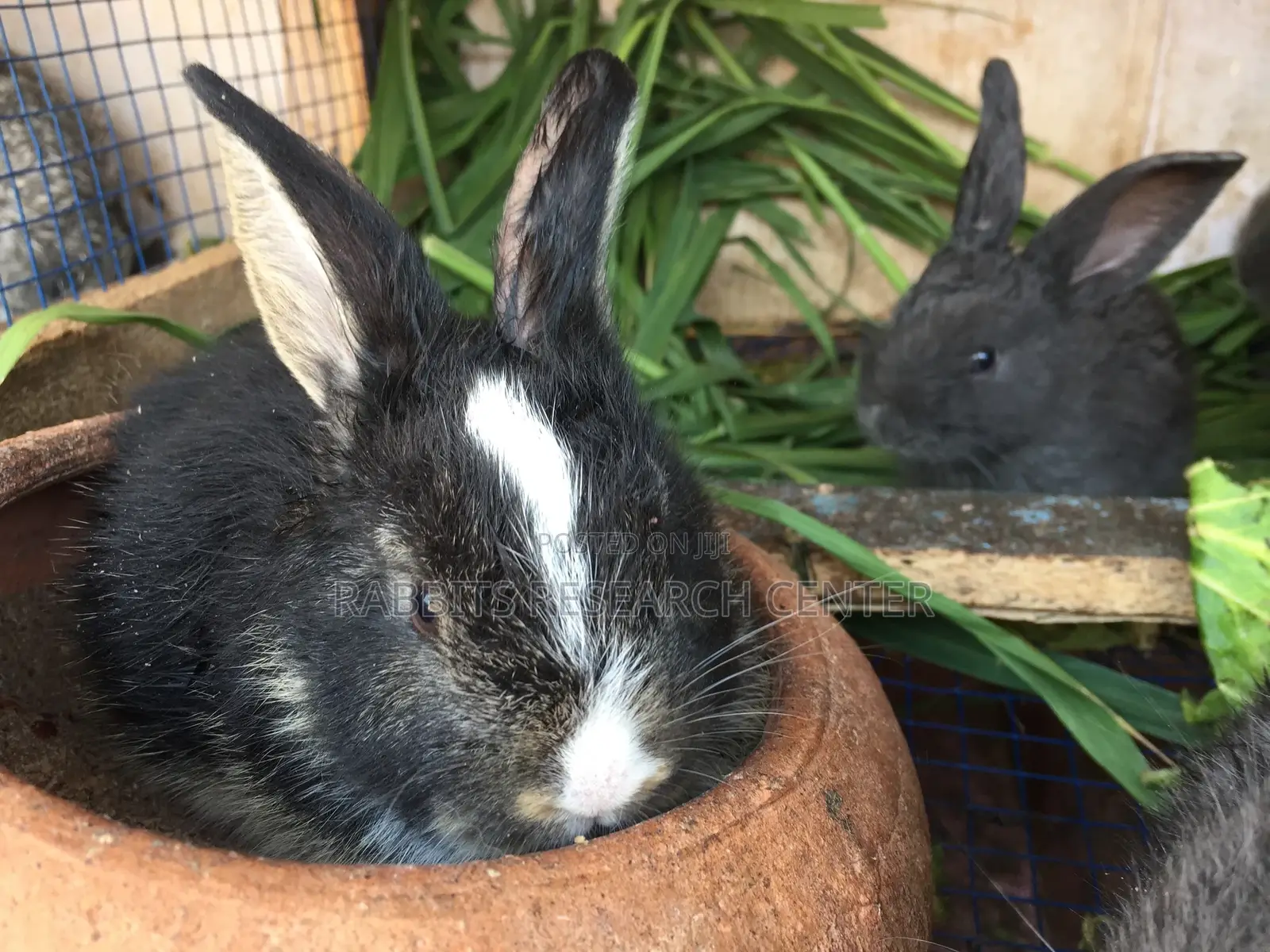 Strong/Affordable Ceramic Bowls( For Rabbits And Other Farm Animals)