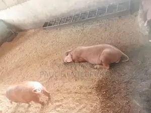 Foreign Breeds Pure Duroc Male and Female