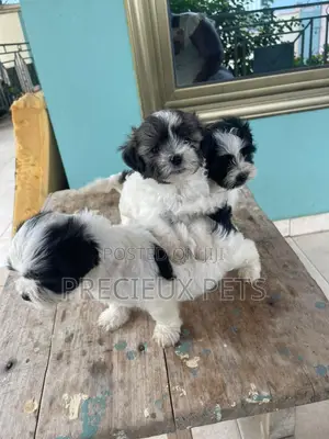 1-3 months Male Mixed Breed Maltipoo