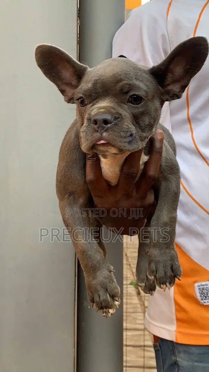 1-3 months Male Purebred French Bulldog