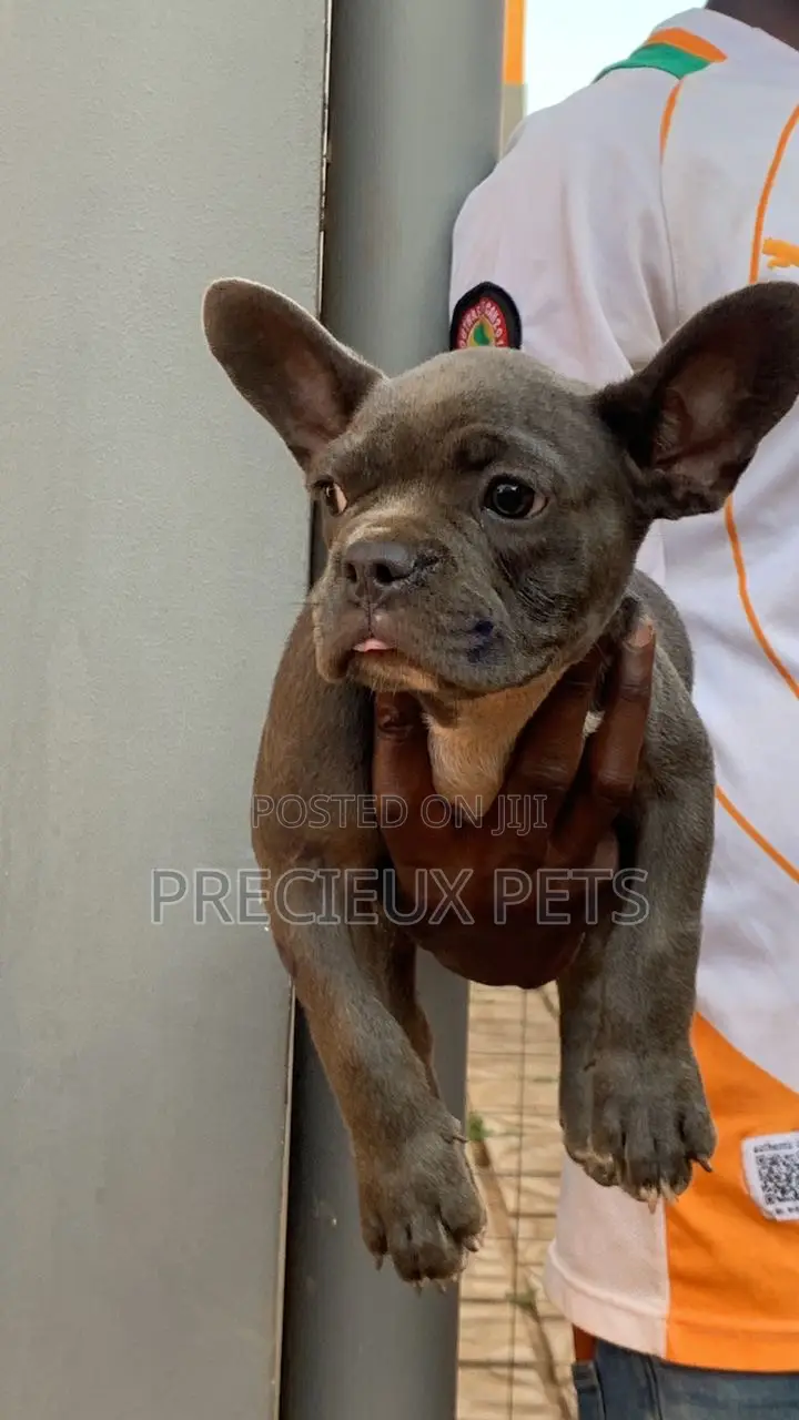 1-3 months Male Purebred French Bulldog