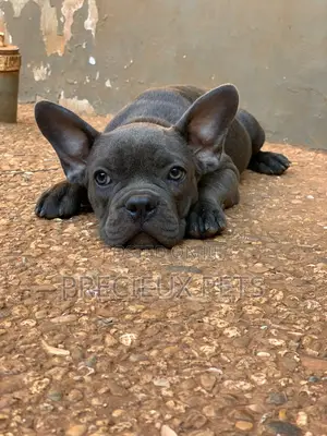 1-3 months Male Purebred French Bulldog