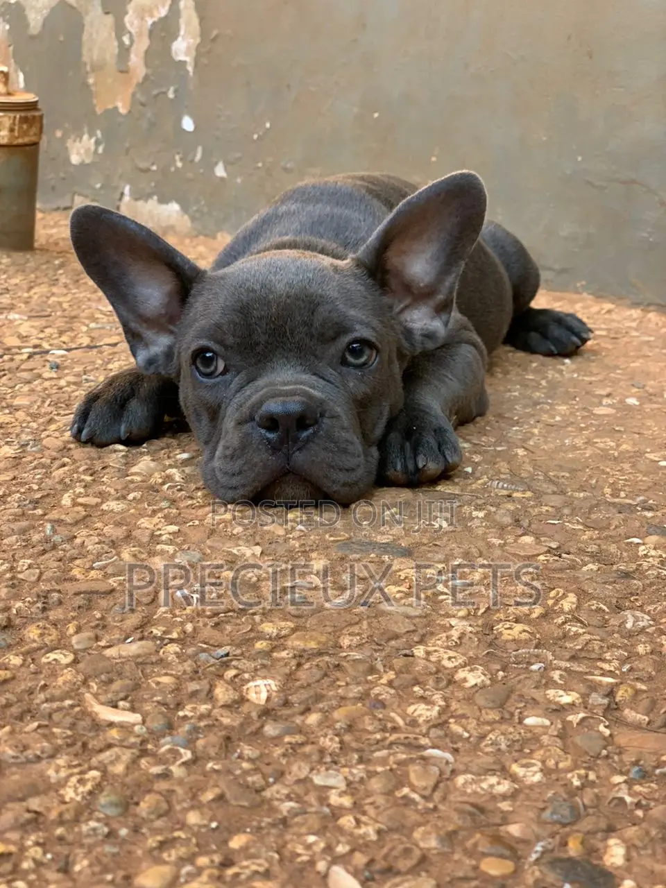 1-3 months Male Purebred French Bulldog