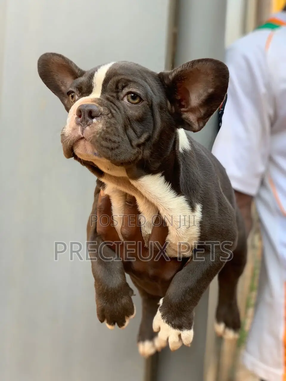 1-3 months Male Purebred French Bulldog