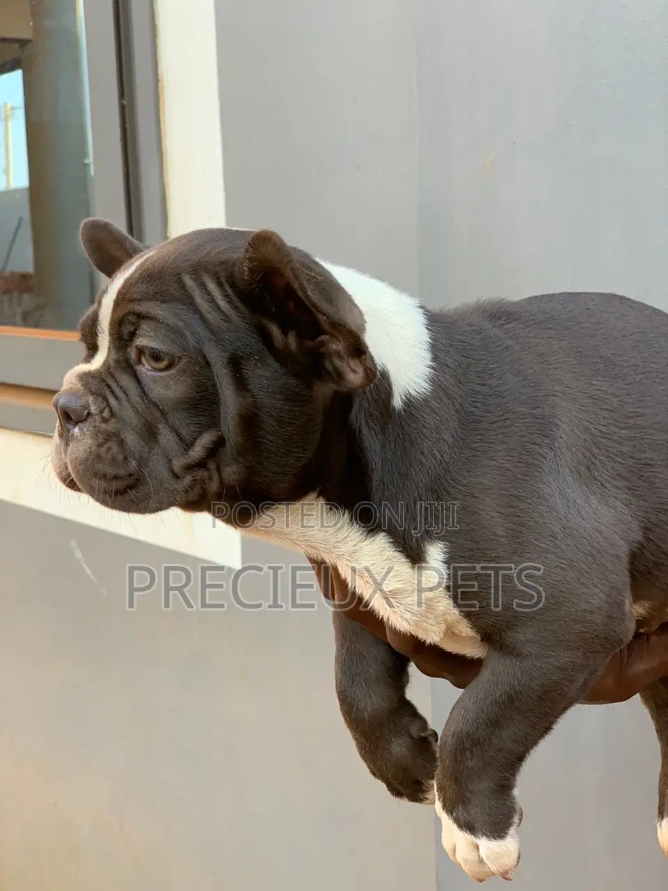 1-3 months Male Purebred French Bulldog