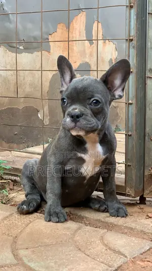 1-3 months Female Purebred French Bulldog