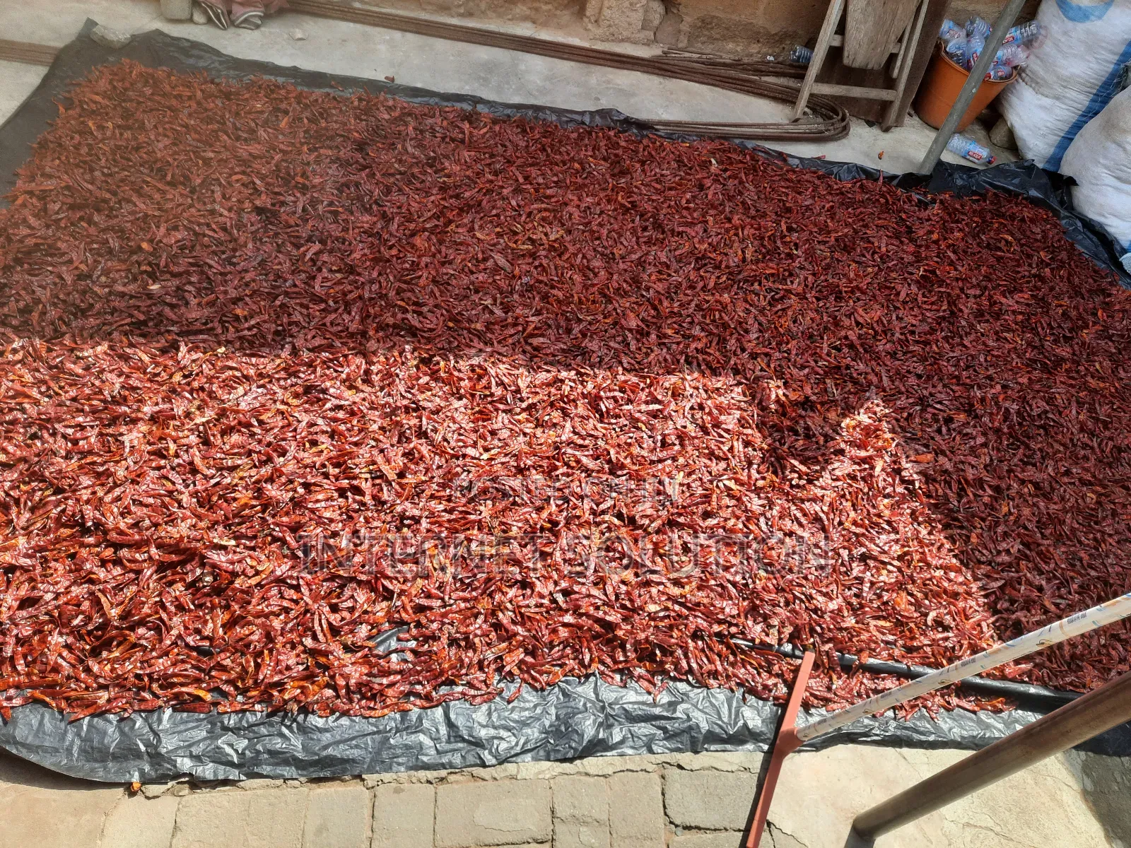 Organic Dry Chilli Cayenne Pepper Reduction Sales