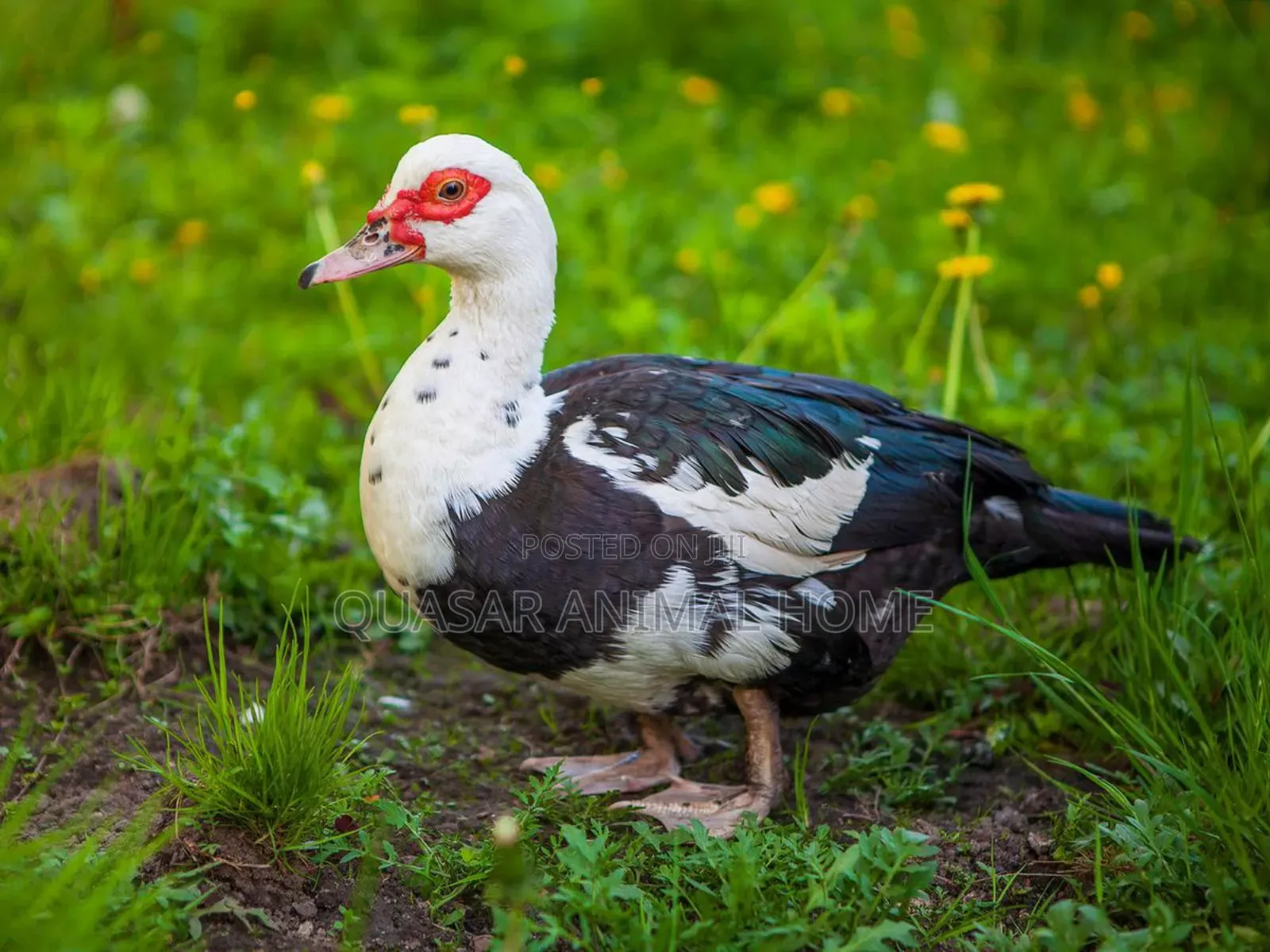 Muscovy Female Duck