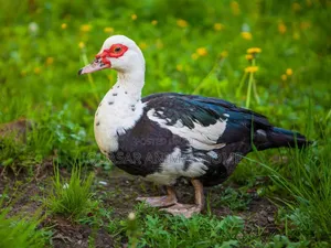 Muscovy Female Duck