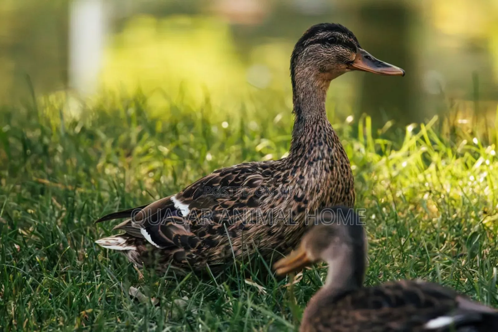 Mallard Female Ducks
