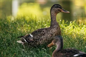 Mallard Female Ducks
