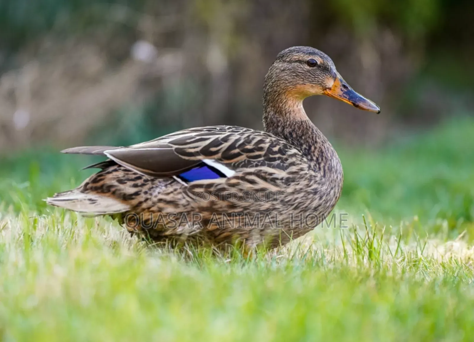Mallard Female Ducks