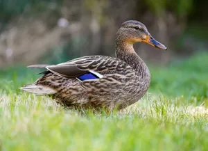 Mallard Female Ducks