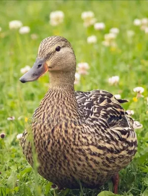 Mallard Female Ducks